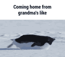 coming grandma penguin coming home home coming