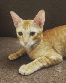 Sunnie Cat Tigger Liyusimon GIF - Sunnie Cat Tigger Liyusimon Born May 21 2020 GIFs