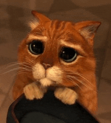 a close up of a sad cat sitting on top of a person 's head .