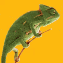 chameleon changing color animated
