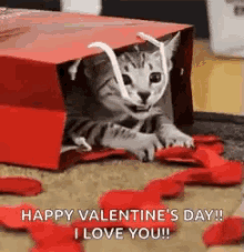 Valentines Day Cat GIFs | Tenor
