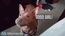Good Girl Job GIF - Good Girl Job Dog GIFs
