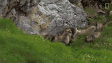 Playing Around National Geographic GIF - Playing Around National Geographic The Arctic Fox Looks For A Meal GIFs