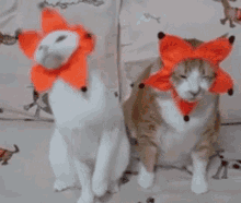 Cats Happy And Sad GIF - Cats Happy And Sad Dont Care GIFs