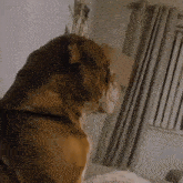 a brown dog is sitting on a bed in front of a window and curtains