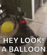 Dog Chase GIF - Dog Chase Balloon GIFs