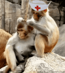 Monkeys Sick GIF - Monkeys Sick Nurse GIFs