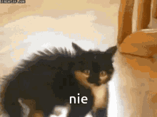 Nie Cat GIF - Nie Cat GIFs