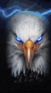 a bald eagle with blue eyes looks at the camera