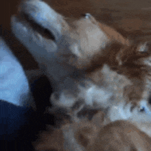 a close up of a dog laying down with its mouth open .