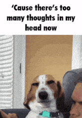 a dog sitting on a couch with a caption that says " cause there 's too many thoughts in my head now