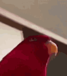 Bird Parakeet GIF - Bird Parakeet Haha GIFs
