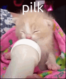 Pilk Cat GIF