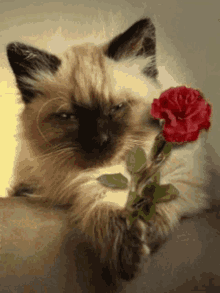 Cat Love GIF - Cat Love Rose GIFs