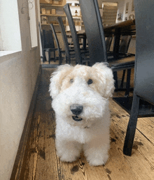 Dog Shocked GIF - Dog Shocked Fluffy GIFs