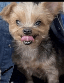 a small dog with its tongue hanging out