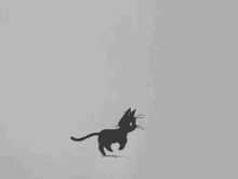 Neko Cat GIF - Neko Cat Runing GIFs