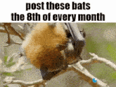 a bat is hanging upside down on a tree branch and says post these bats the 8th of every month