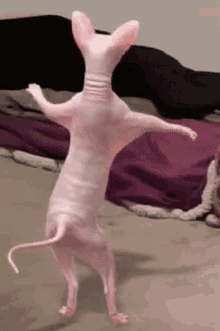 GIF
