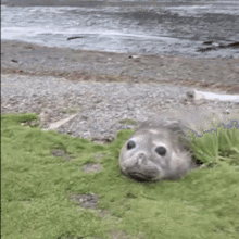 Screaming Seal GIF - Screaming Seal GIFs