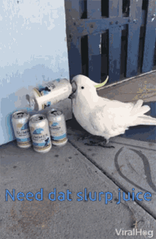 Bird Drinking GIF - Bird Drinking Slurp Juice GIFs