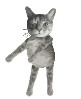 a cat with its eyes closed and its paws up