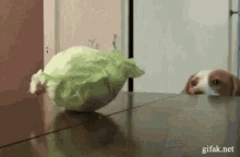 Repollo Repoio GIF - Cabbage Crazy Dog GIFs