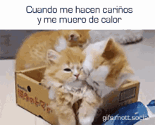 Cuando Me Hacen Cariños Y Me Muero De Calor GIF - Cat Kisses That Escalated Quickly GIFs