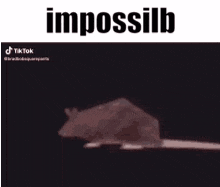 Impossilb Rat GIF - Impossilb Rat Spinning GIFs
