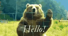 Hello Wave GIF - Hello Wave Bear GIFs