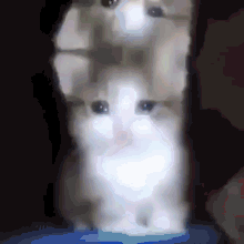 Crying Cats Cats GIF - Crying Cats Cats Kitten GIFs