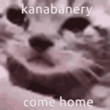 Kaneru Kanabanery GIF - Kaneru Kanabanery Kanabanery Come Home GIFs
