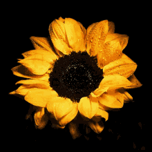 Whitley Sunflower GIF - Whitley Sunflower GIFs