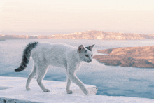 Gato GIF - Gato GIFs