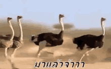 นกกระจอกเทศ วิ่ง GIF - Ostrich Run Running GIFs