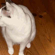Lovely Tired Cat Mouth Cat GIF - Lovely Tired Cat Tired Cat Mouth Cat GIFs