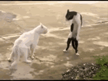 What Cha Looking At, Short Stuff? GIF - Cat Stand Pose GIFs