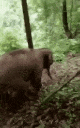 Wheee Veramesi GIF - Wheee Veramesi Elephant GIFs