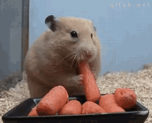 Hamster Eating GIF - Hamster Eating Carrots GIFs