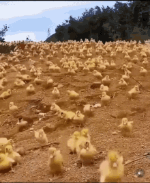 Army Of GIF - Army Of Ducks GIFs