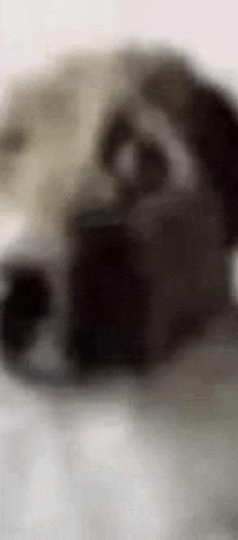 a blurry picture of a panda bear sitting on the floor .