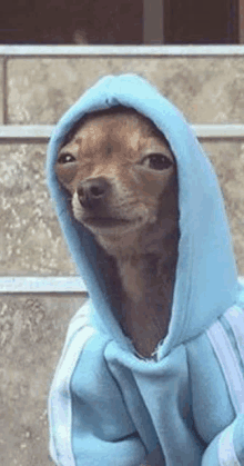 5 Best Funny Dog GIFs To Look At — Animal Hearted Apparel