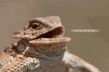 Hornedizard Laughing GIF - Hornedizard Laughing Reptile GIFs