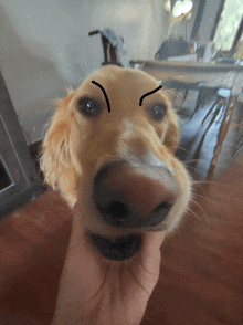 a close up of a dog 's face with a drawing of an angry face
