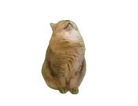 a cat is sitting on its hind legs and looking up