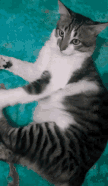 Gato Cat GIF - Gato Cat Michi GIFs