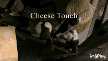 Cheese Touch Rat Cheese GIF - Cheese Touch Rat Cheese Cheese GIFs