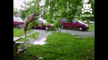 Doggie Hangs From Tree GIF - Petsami Dog Jump GIFs