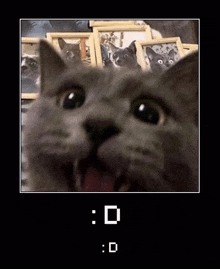 a close up of a cat 's face with its mouth open in front of a bunch of pictures of cats .
