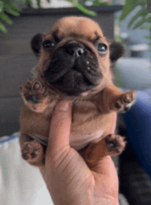 a person is holding a small brown pug puppy